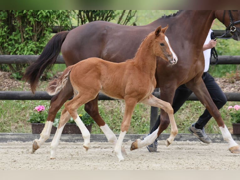 Oldenburg Mare  Chestnut in Hennef