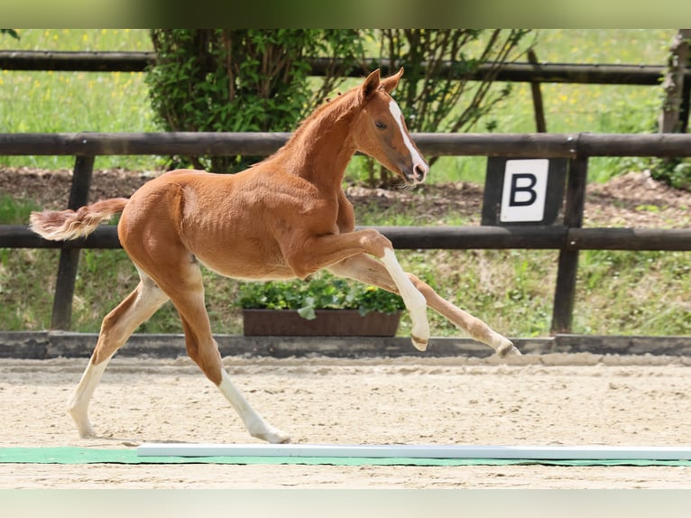Oldenburg Mare  Chestnut in Hennef