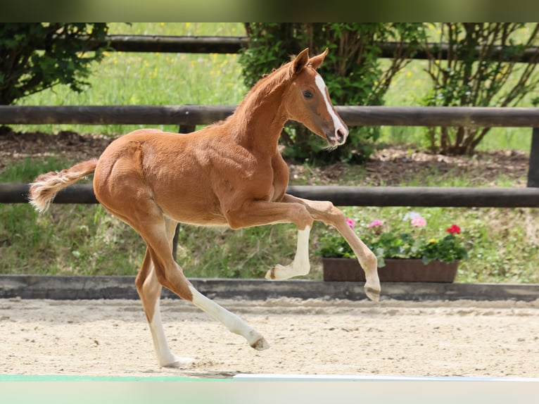 Oldenburg Mare  Chestnut in Hennef