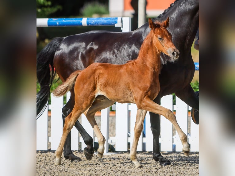 Oldenburg Mare Foal (05/2026) Chestnut in Elmenhorst
