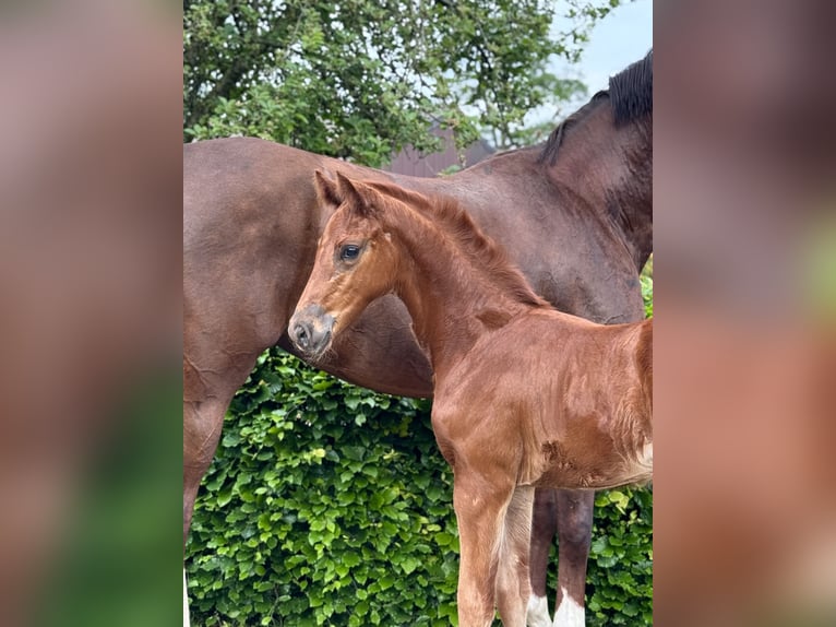 Oldenburg Mare Foal (04/2024) Chestnut in Gehrde