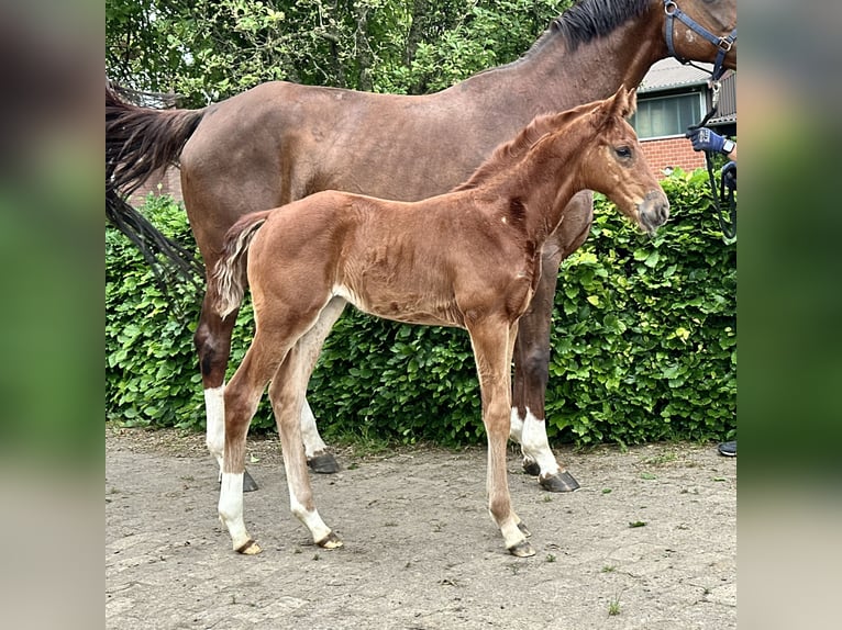 Oldenburg Mare Foal (04/2024) Chestnut in Gehrde