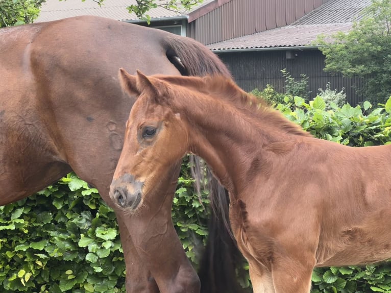 Oldenburg Mare Foal (04/2024) Chestnut in Gehrde