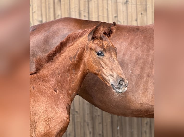 Oldenburg Mare Foal (04/2024) Chestnut in Gehrde