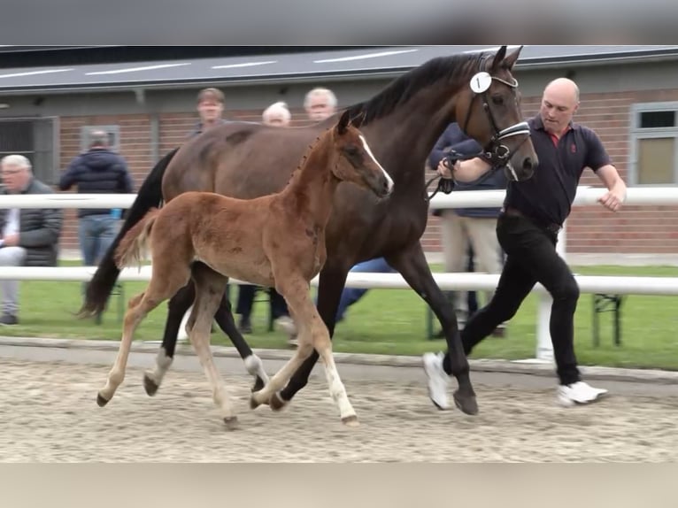 Oldenburg Mare Foal (04/2025) Chestnut in Lohne (Oldenburg)