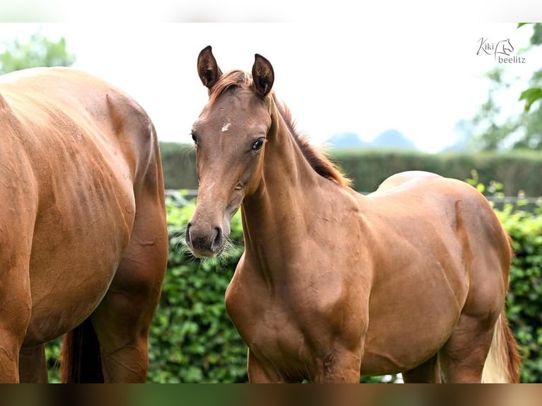 Oldenburg Mare Foal (04/2025) Chestnut in Werlte