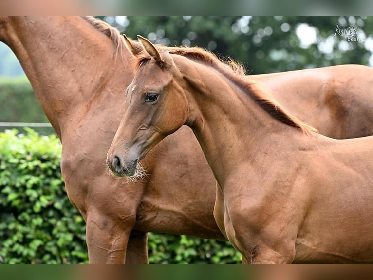 Oldenburg Mare Foal (04/2025) Chestnut in Werlte