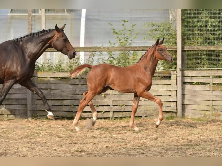 Oldenburg Mare Foal (05/2026) Chestnut in Wildeshausen