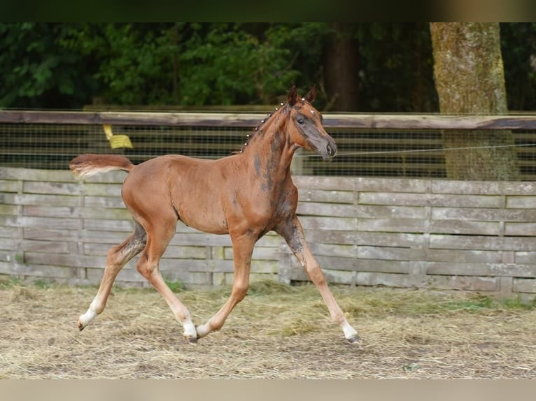 Oldenburg Mare Foal (05/2026) Chestnut in Wildeshausen