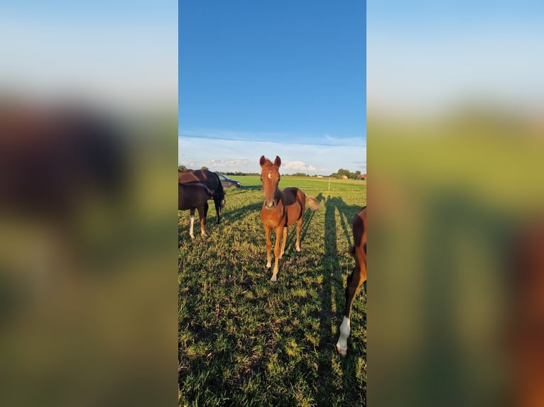 Oldenburg Mare Foal (03/2023) Chestnut in Brockum
