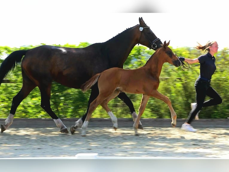 Oldenburg Mare Foal (05/2025) Chestnut in Ganderkesee