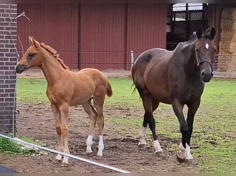 Oldenburg Mare Foal (05/2025) Chestnut in Ganderkesee
