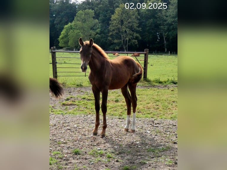 Oldenburg Mare Foal (05/2025) Chestnut in Ganderkesee