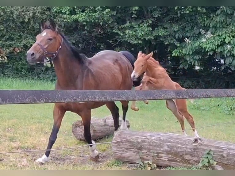 Oldenburg Mare Foal (05/2025) Chestnut in Ganderkesee