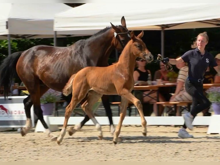 Oldenburg Mare Foal (05/2025) Chestnut in Ganderkesee