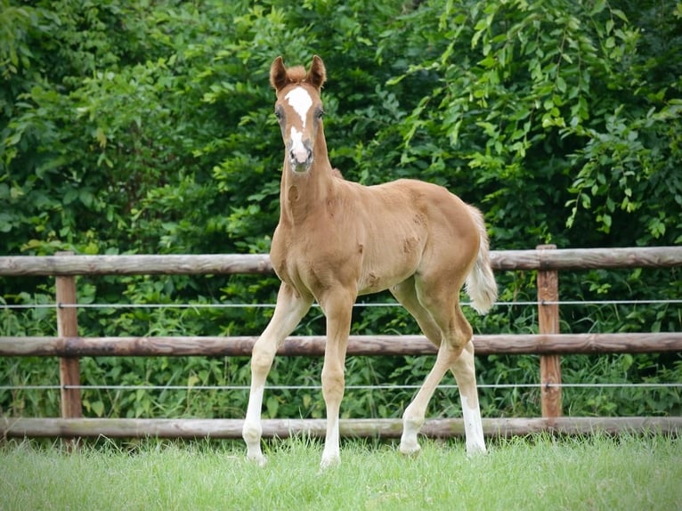 Oldenburg Mare  Chestnut in Kettig