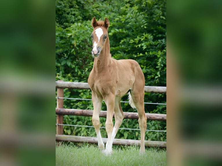Oldenburg Mare  Chestnut in Kettig