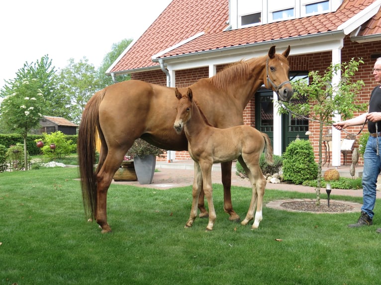 Oldenburg Mare  Chestnut in L&#xF6;ningen