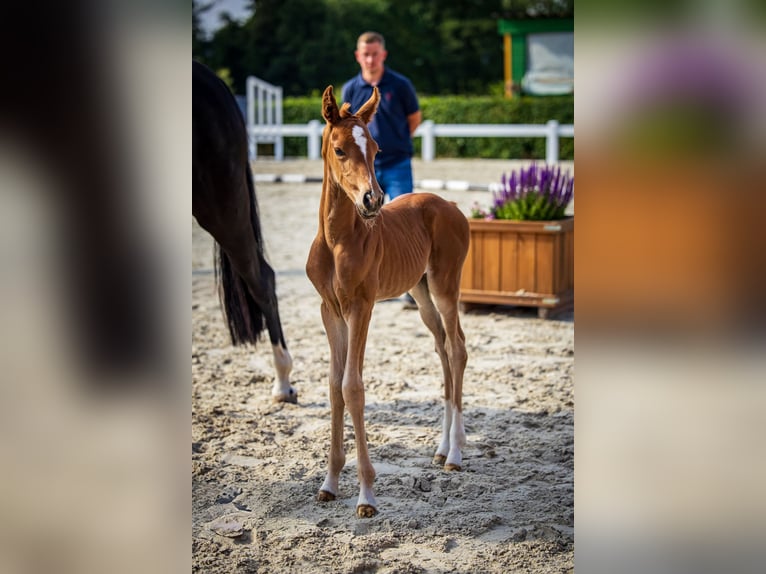 Oldenburg Mare Foal (06/2024) Chestnut in Rodenberg