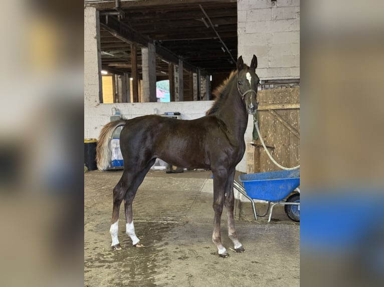 Oldenburg Mare Foal (06/2024) Chestnut in Rodenberg