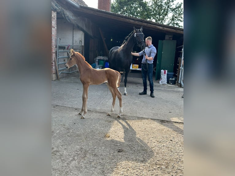 Oldenburg Mare Foal (06/2024) Chestnut in Rodenberg