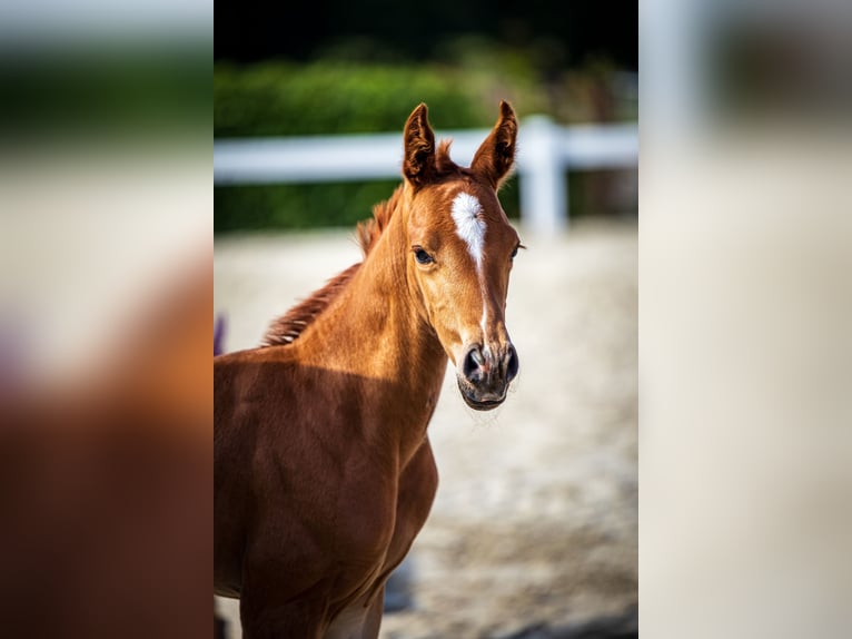 Oldenburg Mare Foal (06/2024) Chestnut in Rodenberg