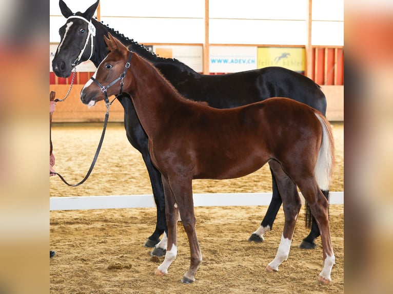 Oldenburg Mare Foal (04/2025) Chestnut in Süderen Oldenburg Mare Foal (04/2025) Chestnut in Süderen