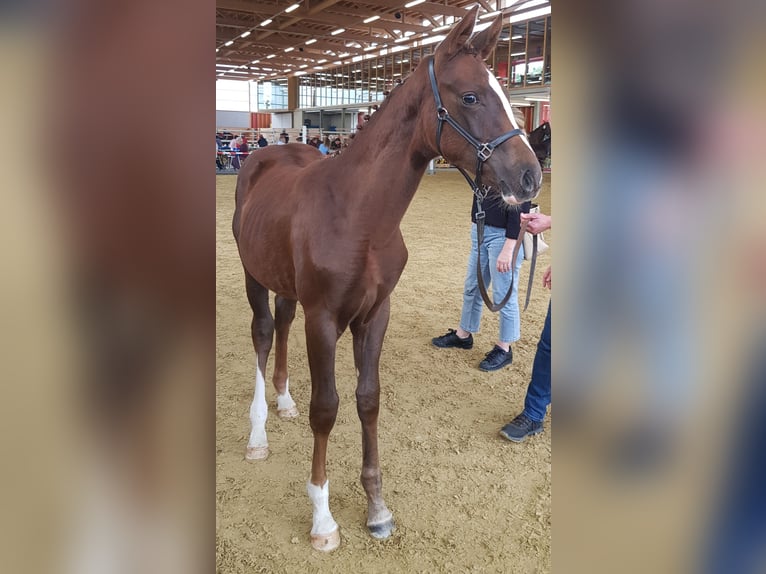 Oldenburg Mare Foal (04/2025) Chestnut in S&#xFC;deren