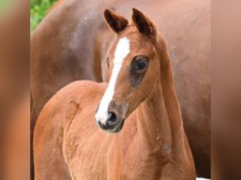Oldenburg Mare Foal (03/2026) Chestnut in Vechta