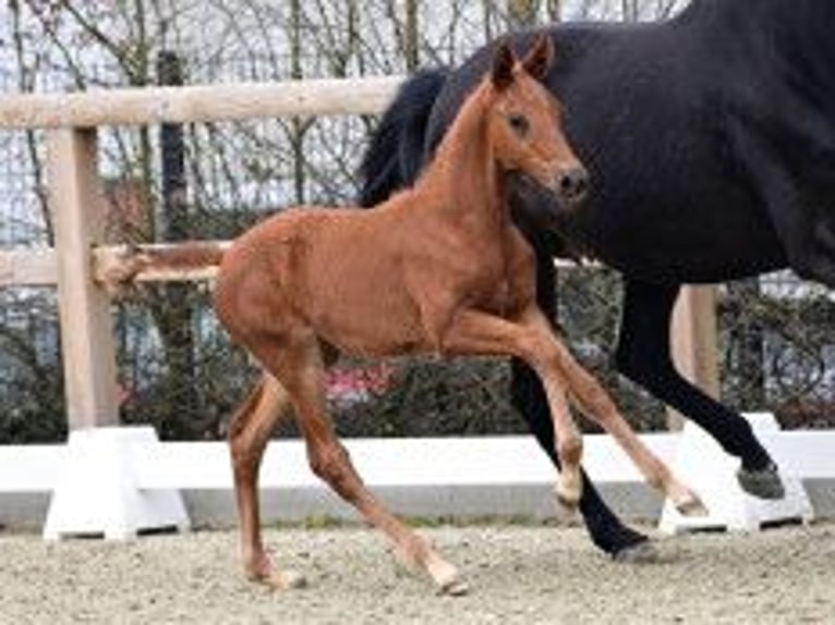 Oldenburg Mare Foal (02/2026) Chestnut in Vechta