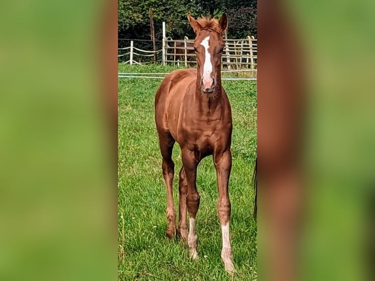 Oldenburg Mare Foal (05/2023) Chestnut in Vechta