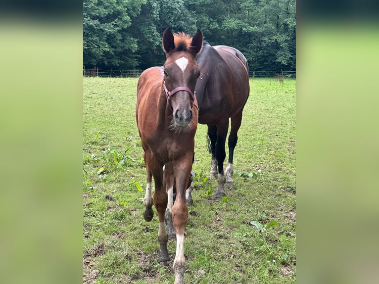 Oldenburg Mare Foal (04/2024) Chestnut in Wülfrath