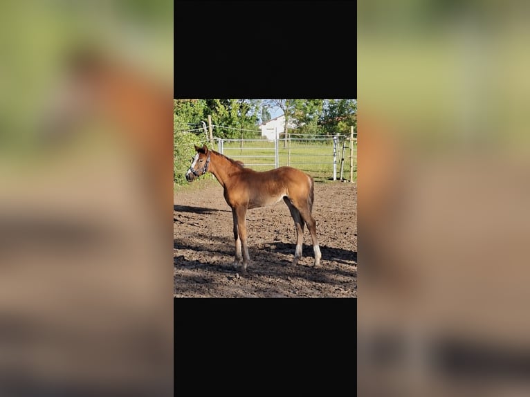 Oldenburg Mare Foal (03/2026) Chestnut in Wiesloch