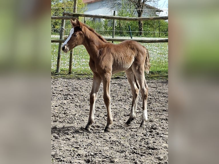 Oldenburg Mare Foal (03/2026) Chestnut in Wiesloch