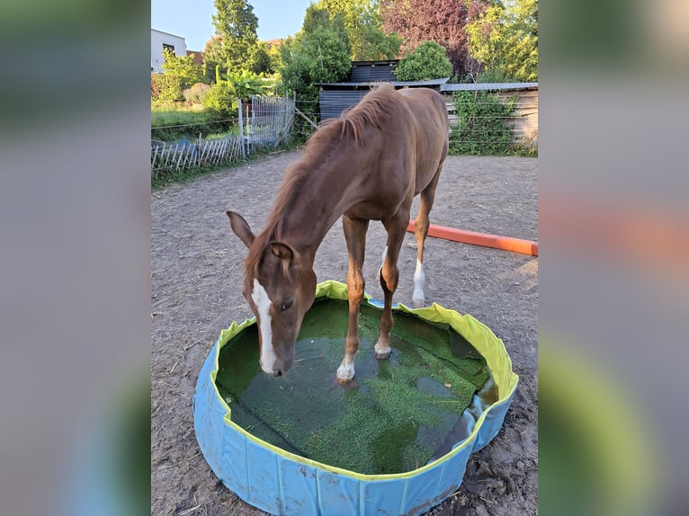 Oldenburg Mare Foal (03/2026) Chestnut in Wiesloch