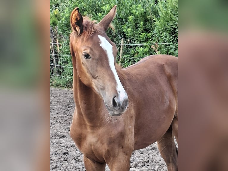 Oldenburg Mare Foal (03/2026) Chestnut in Wiesloch