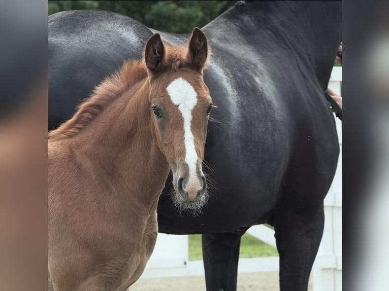 Oldenburg Mare Foal (04/2026) Chestnut-Red in Bad Bramstedt