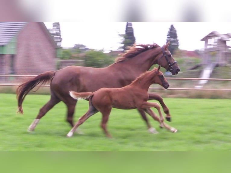 Oldenburg Mare Foal (06/2025) Chestnut-Red in Cloppenburg