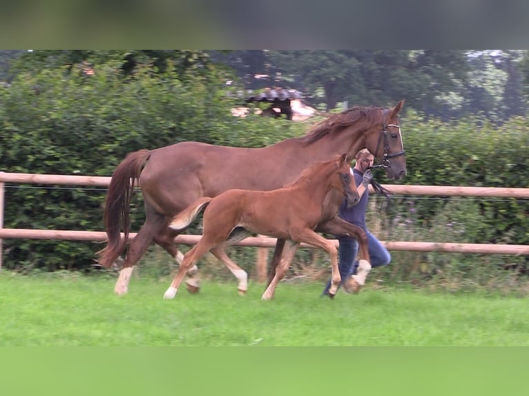 Oldenburg Mare Foal (06/2025) Chestnut-Red in Cloppenburg