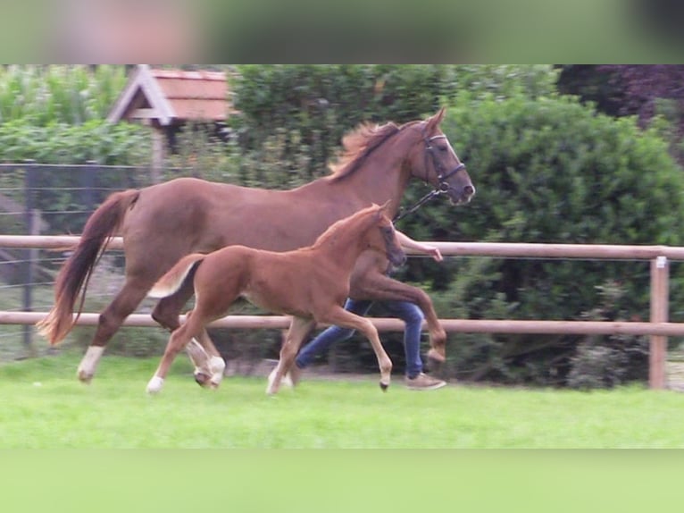 Oldenburg Mare Foal (06/2025) Chestnut-Red in Cloppenburg