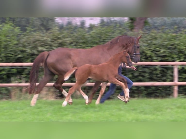 Oldenburg Mare Foal (06/2025) Chestnut-Red in Cloppenburg