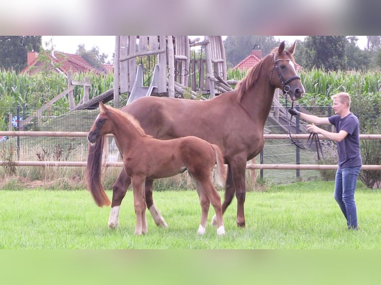 Oldenburg Mare Foal (06/2025) Chestnut-Red in Cloppenburg
