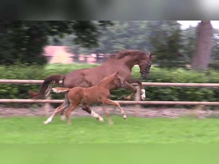 Oldenburg Mare Foal (06/2025) Chestnut-Red in Cloppenburg