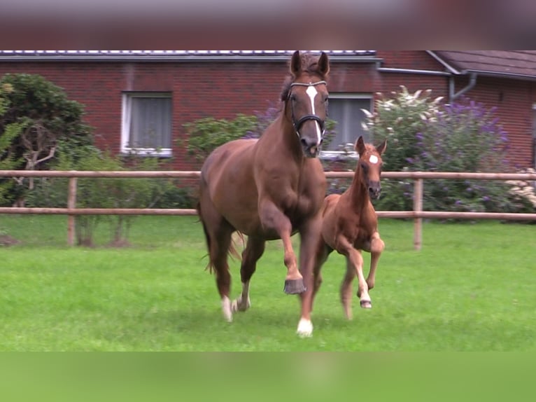 Oldenburg Mare Foal (06/2025) Chestnut-Red in Cloppenburg