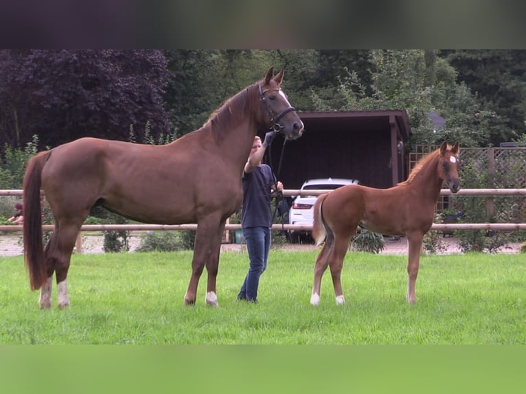 Oldenburg Mare Foal (06/2025) Chestnut-Red in Cloppenburg