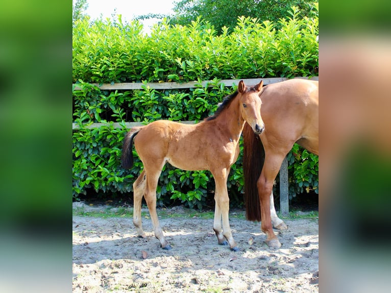 Oldenburg Mare  Chestnut-Red in Essen (Oldenburg)