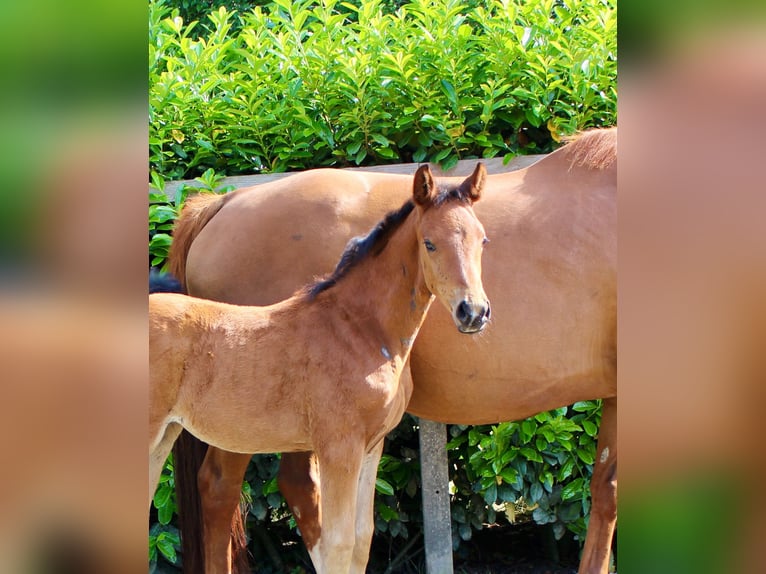Oldenburg Mare  Chestnut-Red in Essen (Oldenburg)