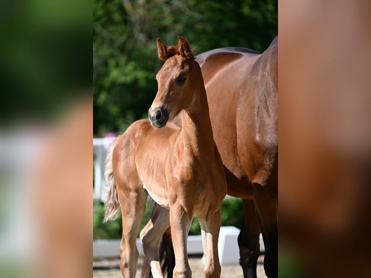 Oldenburg Mare  Chestnut-Red in Laubach
