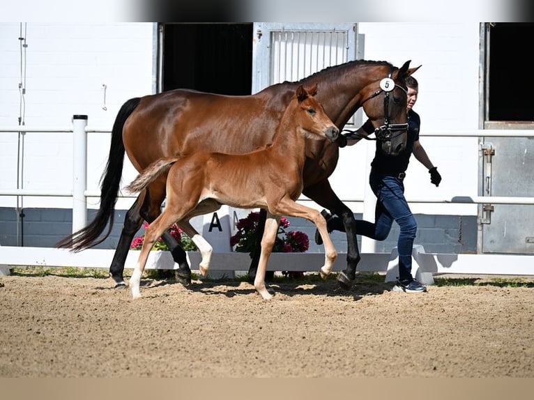 Oldenburg Mare  Chestnut-Red in Laubach
