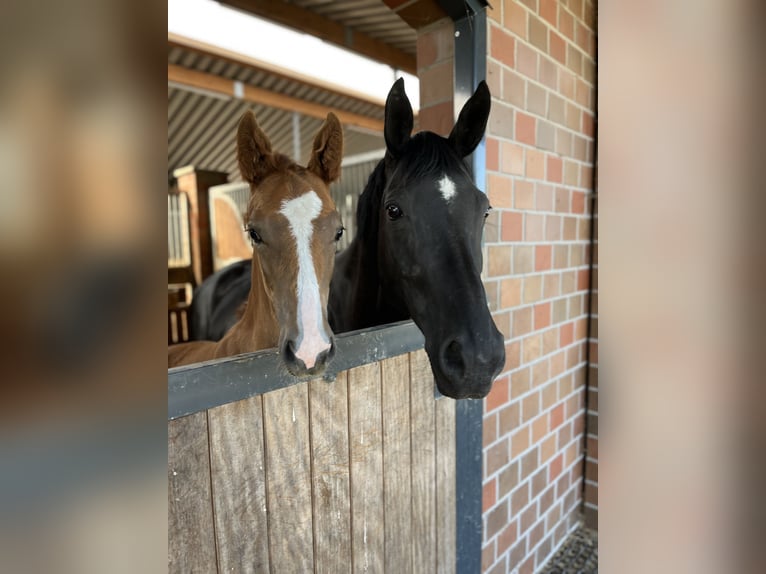 Oldenburg Mare  Chestnut-Red in NehmsBlunk